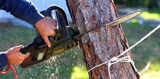 Best Pest Control for Lawns  in Wharton, NJ