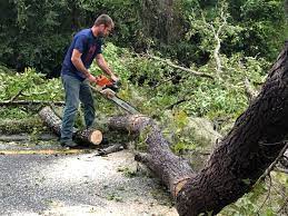 How Our Tree Care Process Works  in  Wharton, NJ