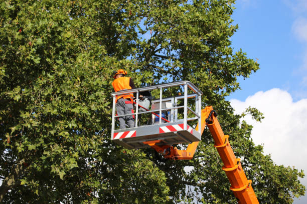 Best Tree Disease Treatment  in Wharton, NJ