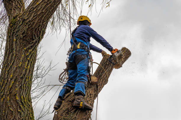 Best Tree Health Inspection  in Wharton, NJ