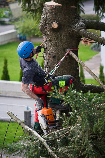 Best Lawn Disease Treatment  in Wharton, NJ