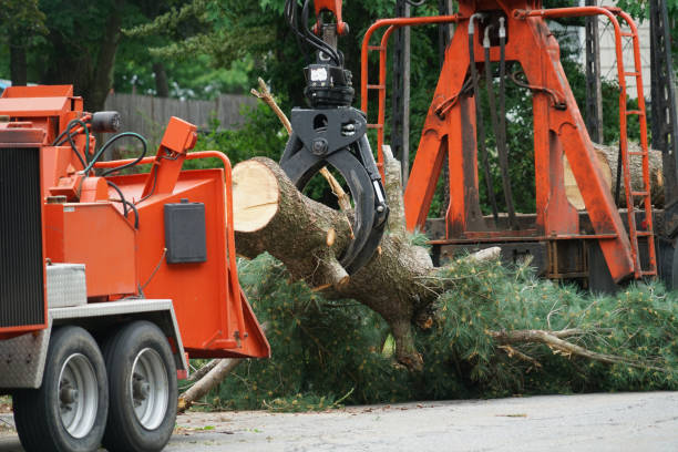 Best Lawn Watering Services  in Wharton, NJ