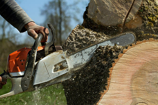 Professional Tree Removal in Wharton, NJ